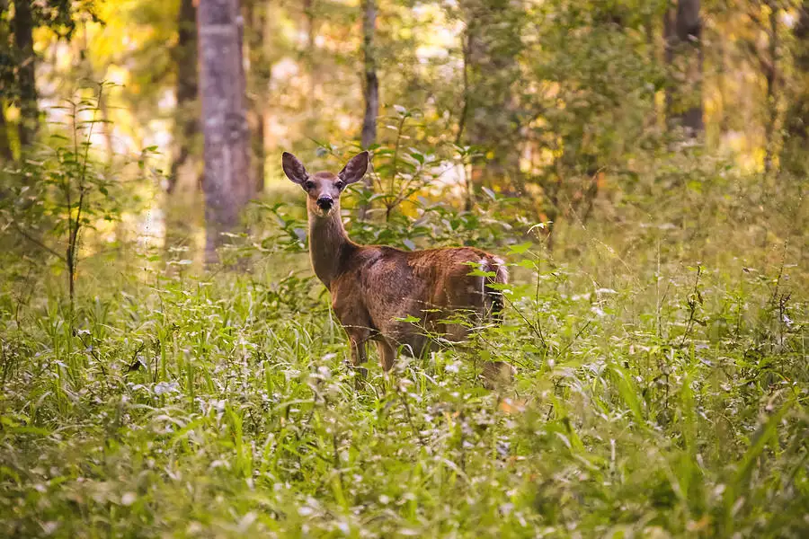 nature at camp can aqua summer camp